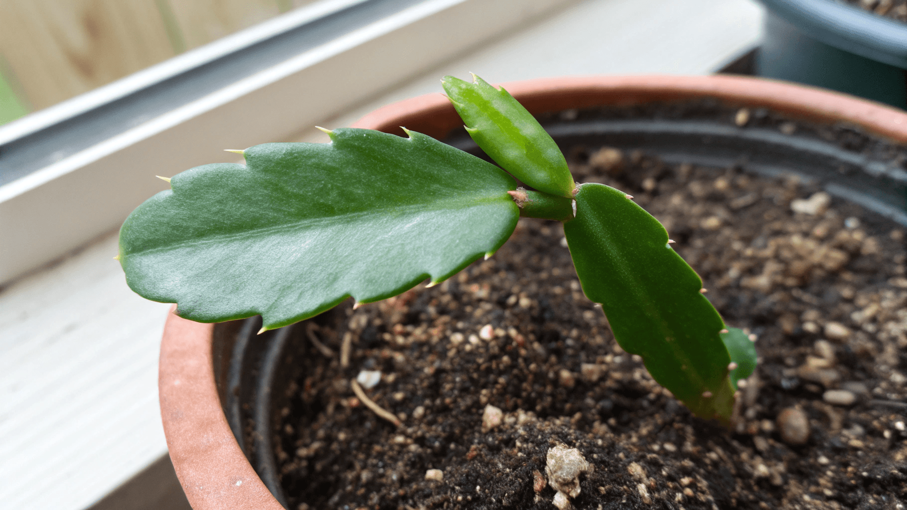 How to Propagate Christmas Cactus in Soil - Prepare a small pot: Choose a small container with drainage holes. Fill it with slightly damp soil (moist but not soggy).