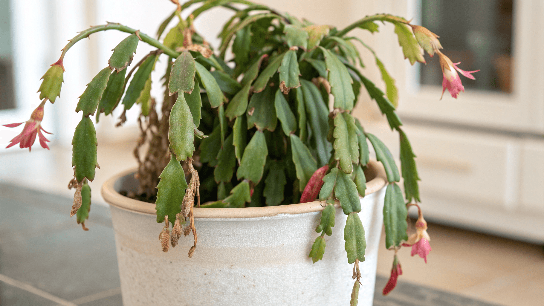 Limp or Drooping Cactus - If your Christmas cactus suddenly looks defeated—segments hanging, stems limp—it’s usually reacting to environmental stress.