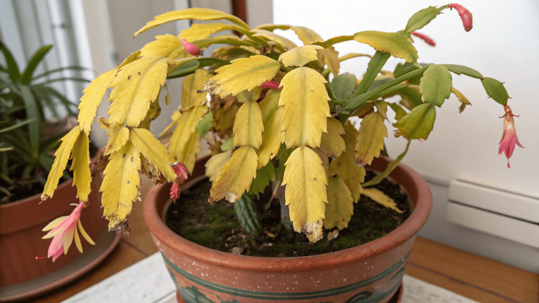 Common Christmas Cactus Problems and Fixes - Yellow Leaves