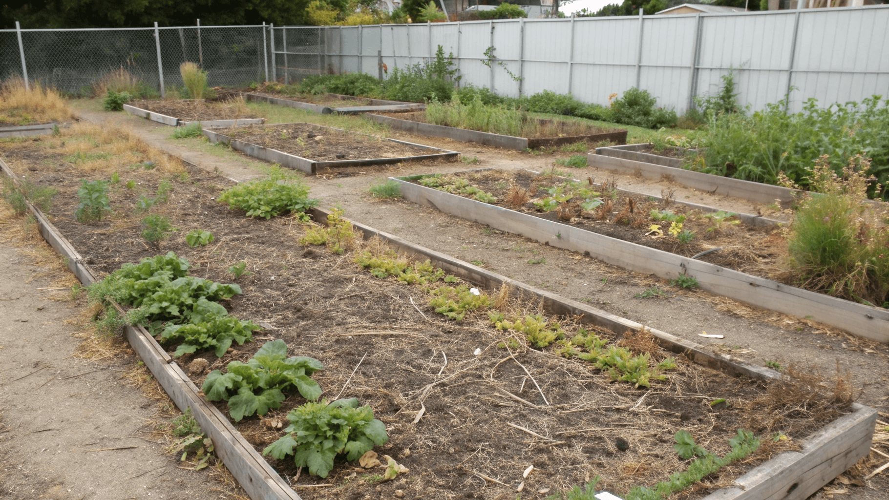 Nothing feels worse than investing in a raised bed garden only to harvest a few tiny tomatoes or a handful of lettuce. Poor yields are usually tied to just three core issues: poor spacing, insufficient soil depth, or planting the wrong things for your conditions.