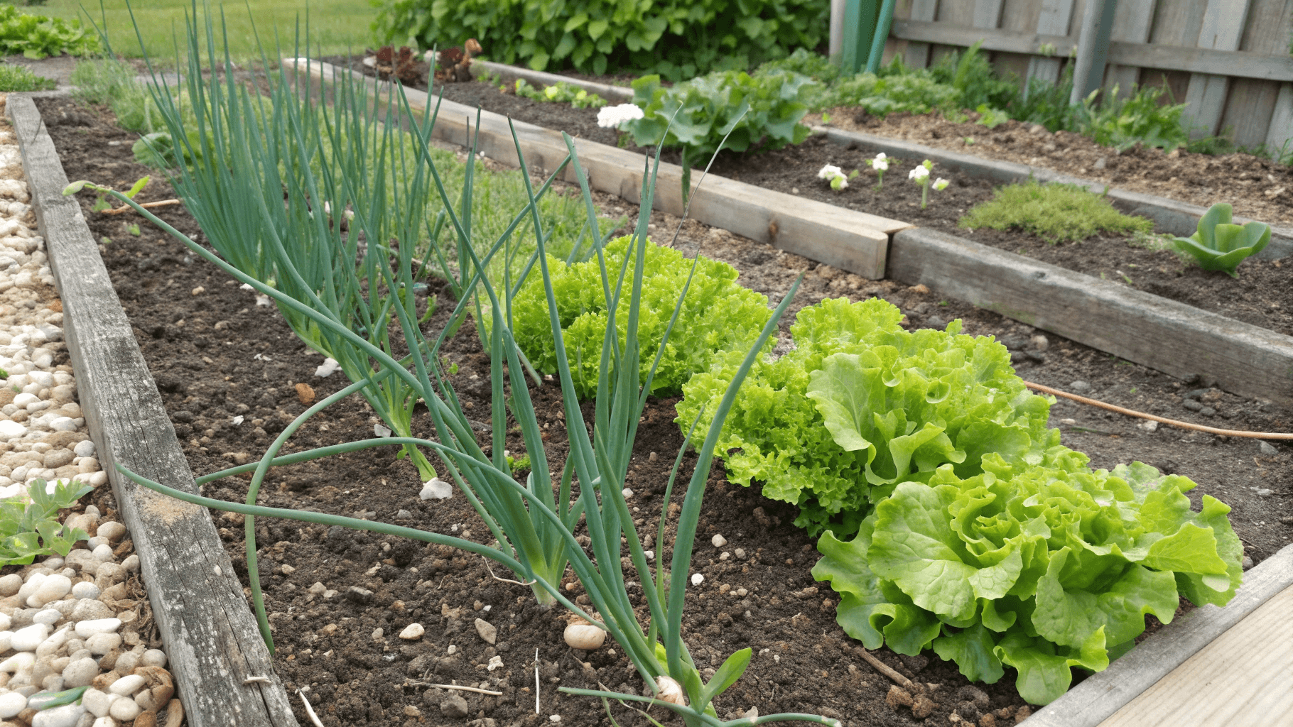 Best Companion Plants for Lettuce - Onions, Chives and Garlic
