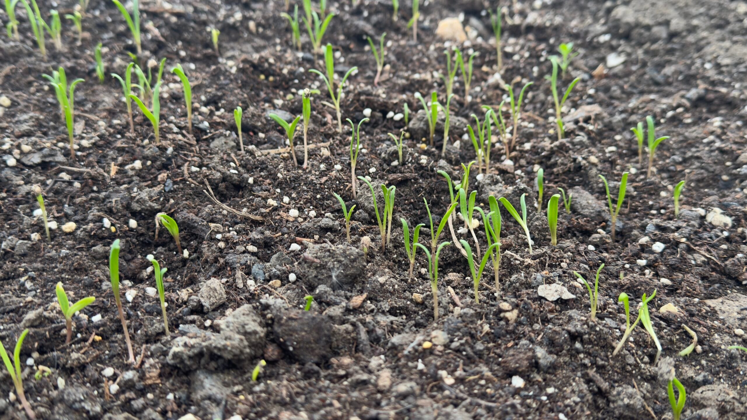 Spinach is best grown by direct sowing seeds straight into the soil. It doesn’t like having its roots disturbed, which means transplanting seedlings often slows growth or causes stress.