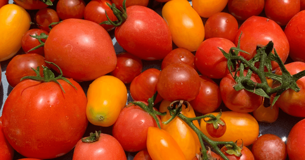 How to Grow Tomatoes for Beginners - Choosing the Right Type of Tomato