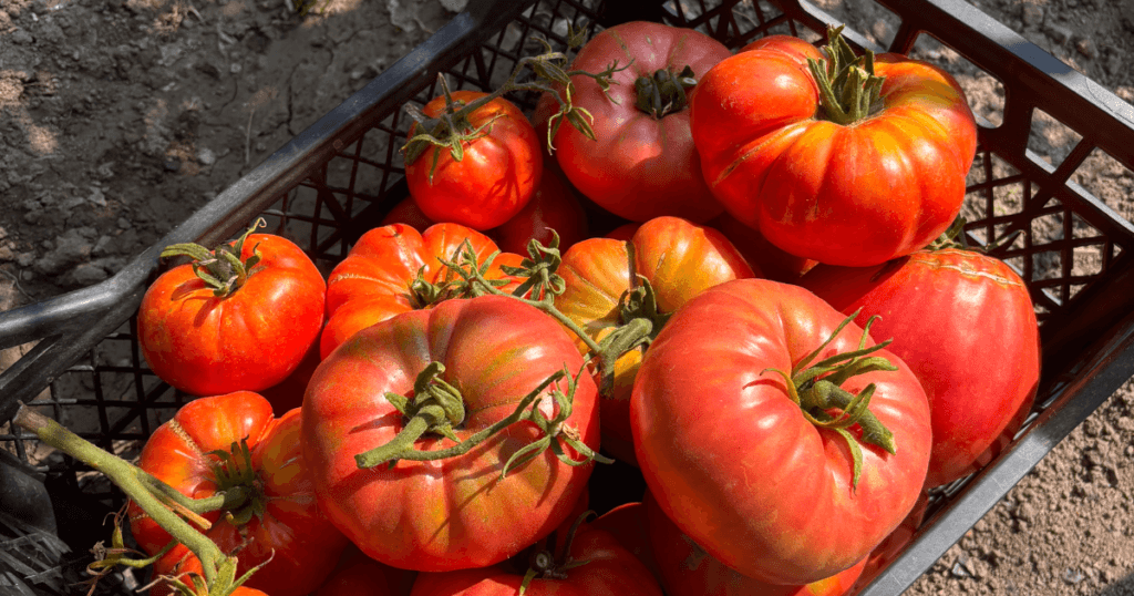 How to Grow Tomatoes for Beginners (Complete Guide From Planting to Harvest)