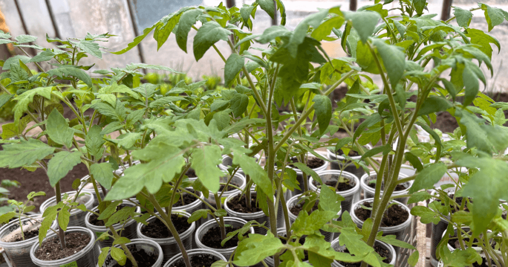 How to Plant Tomatoes Properly - Starting tomatoes from seed requires 6-8 weeks of indoor growth before transplanting.
