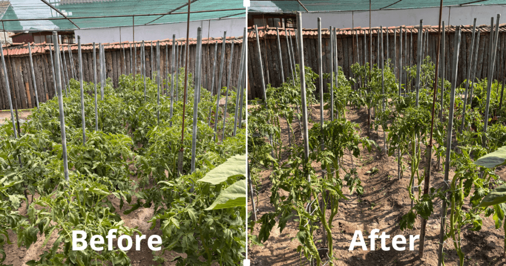 Pruning Tomatoes Before and After