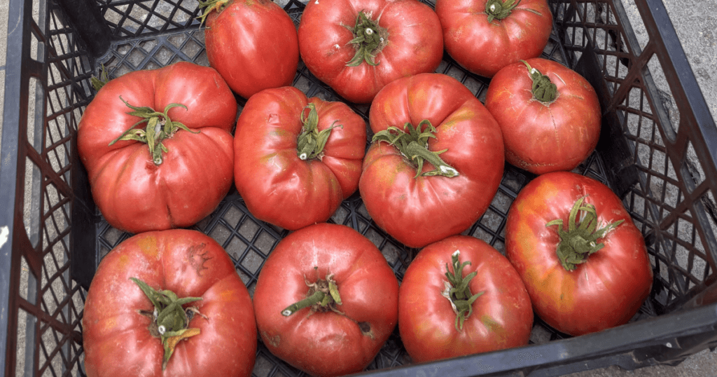 My harvested tomatoes