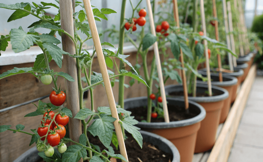 Supporting Tomato Plants in Containers