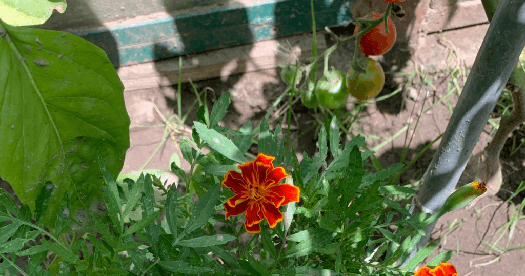 Companion Plants for Tomatoes - Best and Worst Tomato Companion Plants