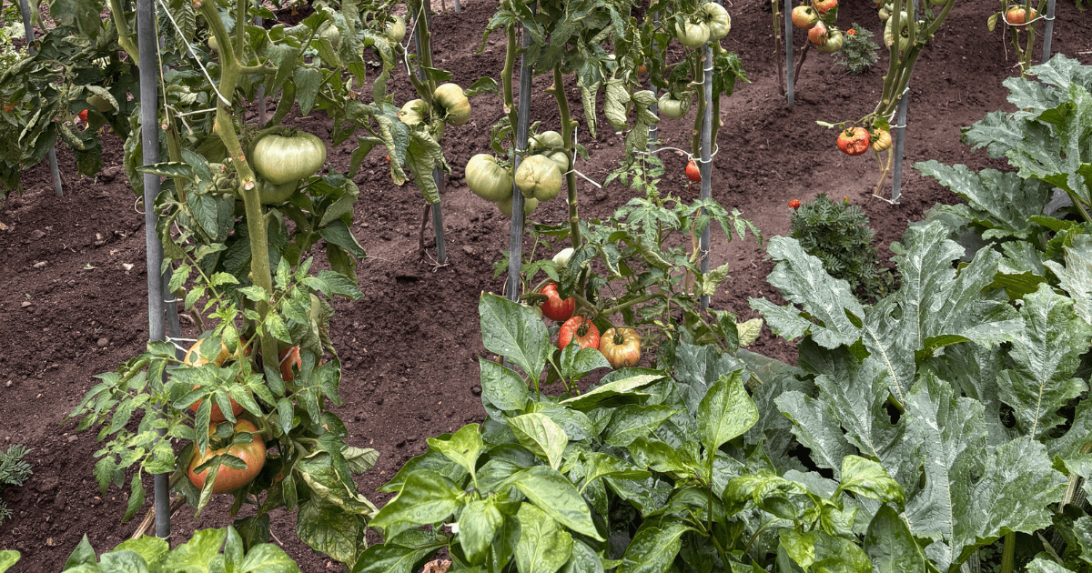 Companion Plants for Tomatoes: Best Tomato Companions and Plants to Avoid