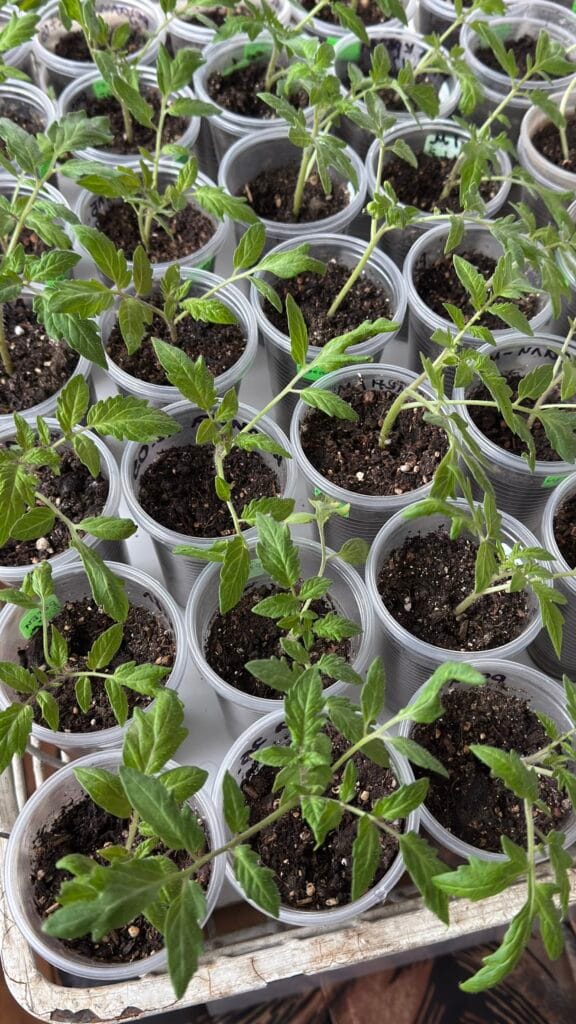 Transplanting Tomato Seedlings Outdoors: When Tomato Seedlings Are Ready to Transplant