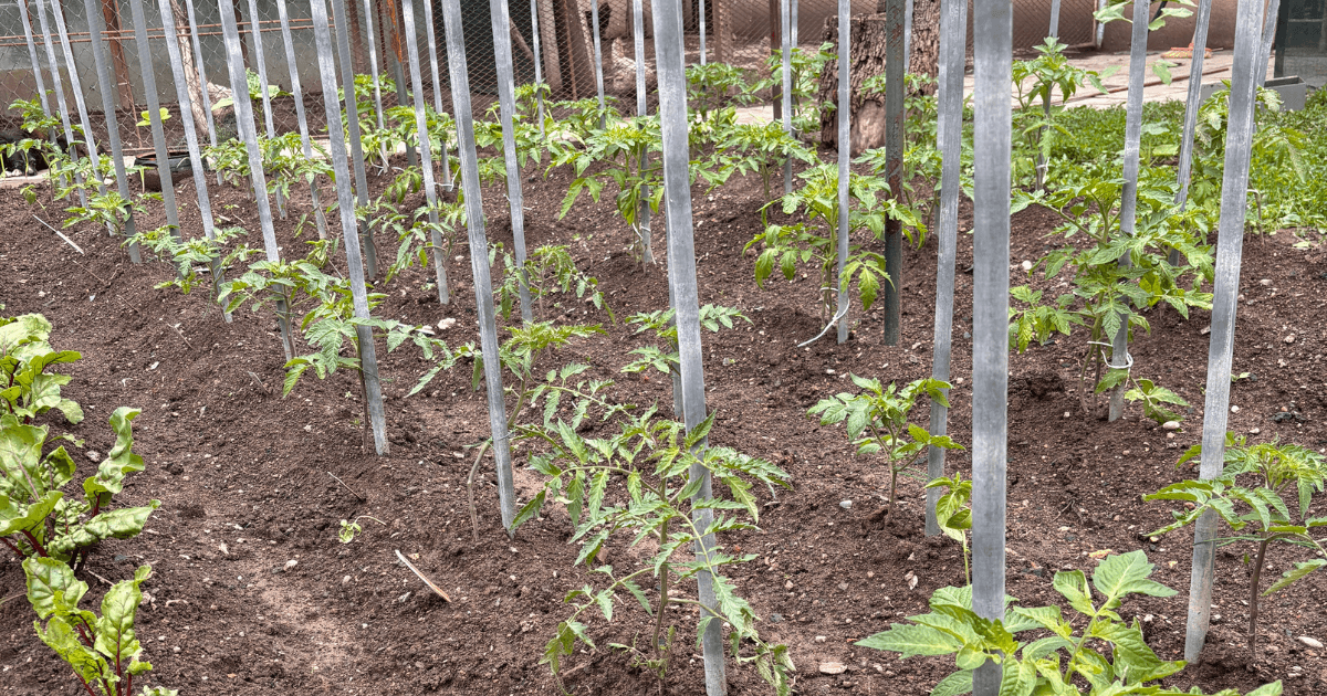 Tomato Plant Support Systems: Best Support Ideas for Healthy, Productive Tomatoes