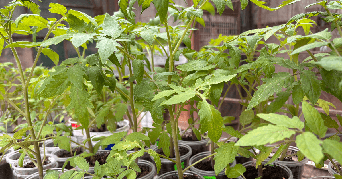 Transplanting Tomato Seedlings Outdoors: When and How to Move Plants Without Stunting Growth