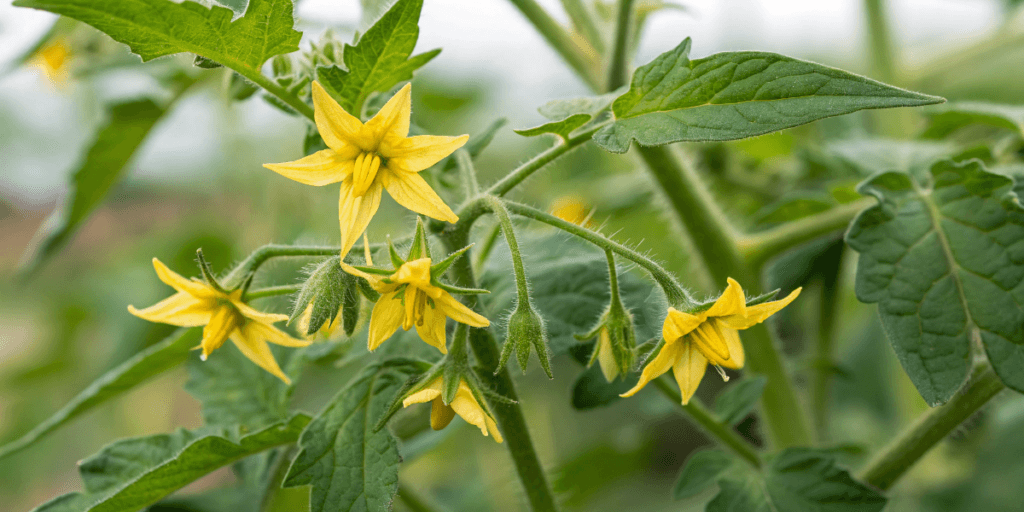 Tomato Flower and Fruit Set Problems