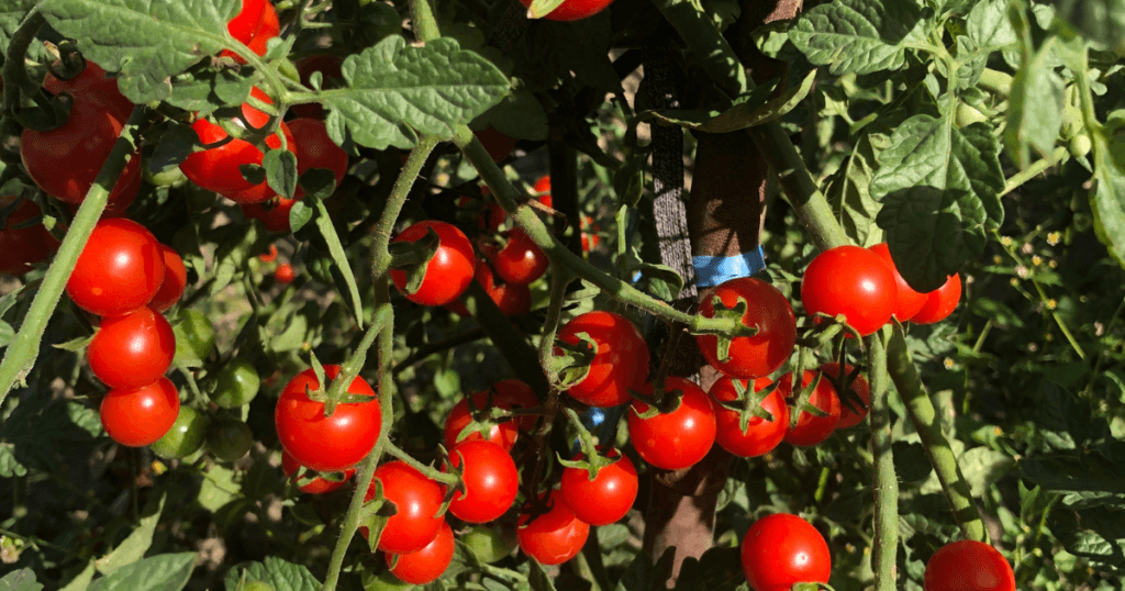 Cherry tomatoes are especially forgiving because they ripen quickly and continue flowering aggressively through the season.