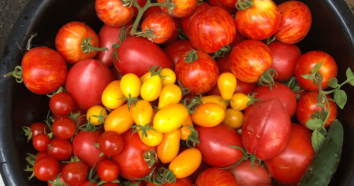Best Tomato Varieties for Flavor, Yield, Containers, and More