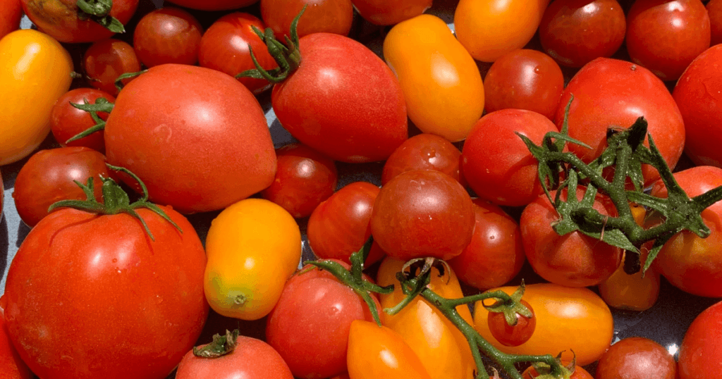 Before choosing individual varieties, it helps to understand the main tomato categories.