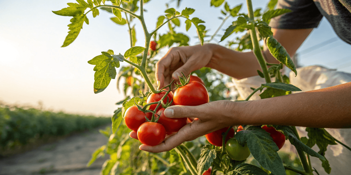 When to Pick Tomatoes for the Best Flavor and Ripeness